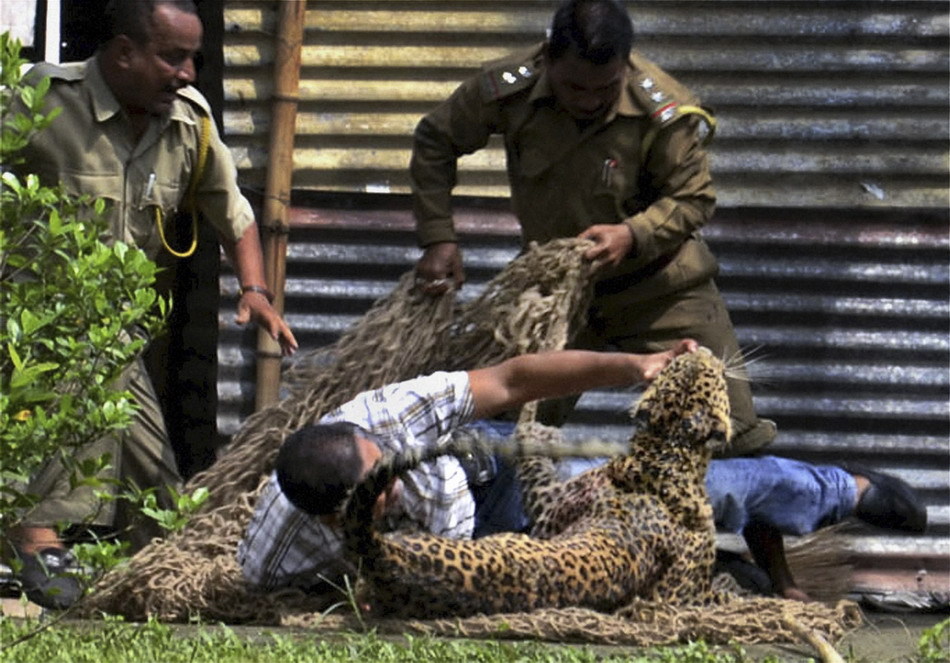 印度花豹闯石油公司总部攻击13人