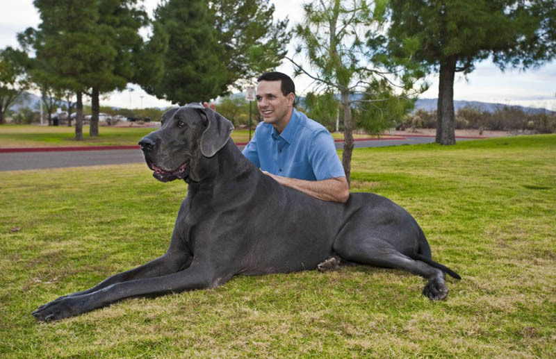 世界最的狗_世界上最高,最胖,最长寿的三种狗,个个堪称狗中人生赢家