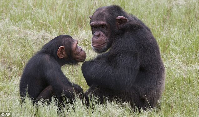 怎么画大猩猩的身体 2841_177271_174722.jpg