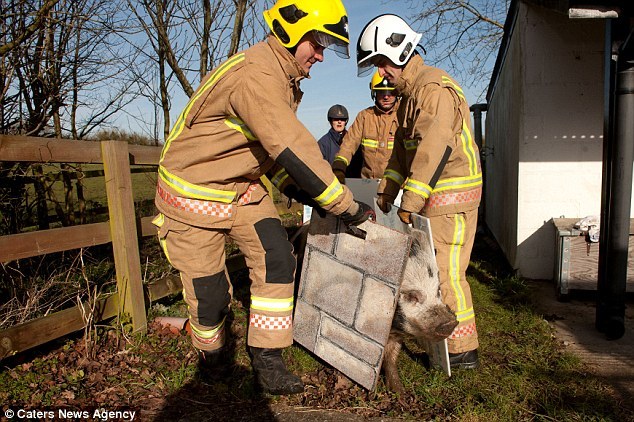 英国地方消防队迎来小猪教员_珠三角人才网