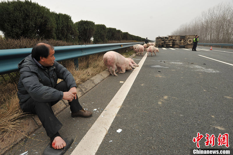 武汉运猪车侧翻40头猪路上散步致堵车