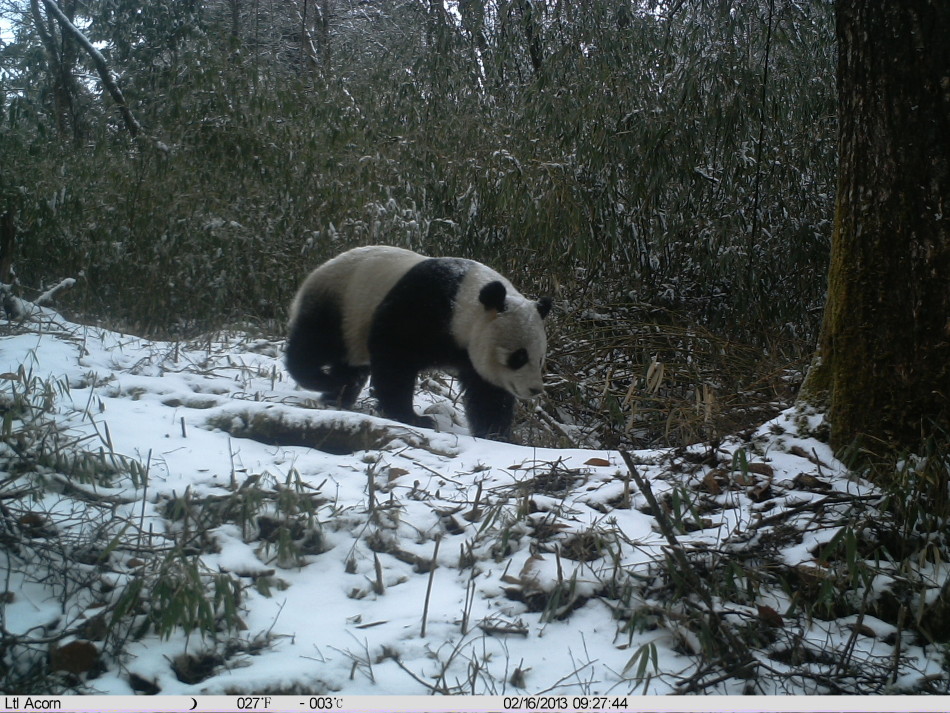 wwf高清