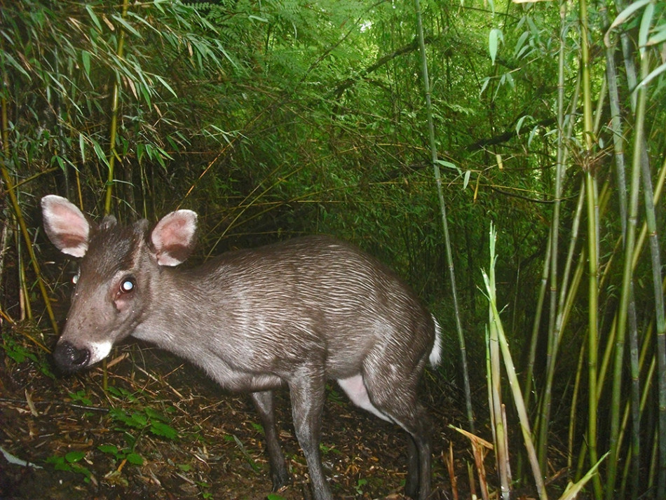 wwf高清