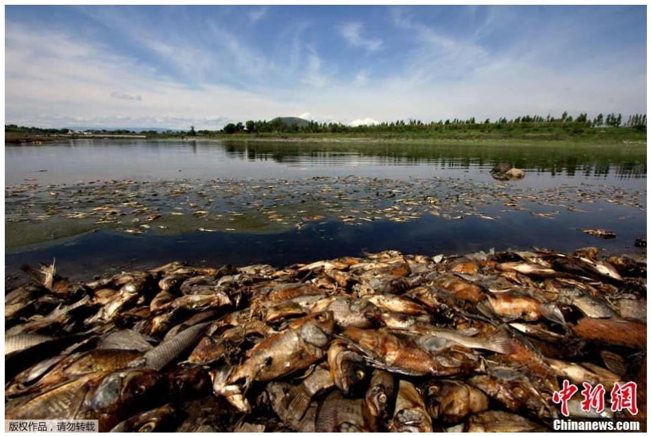 墨西哥湖泊遭污染现500吨死鱼