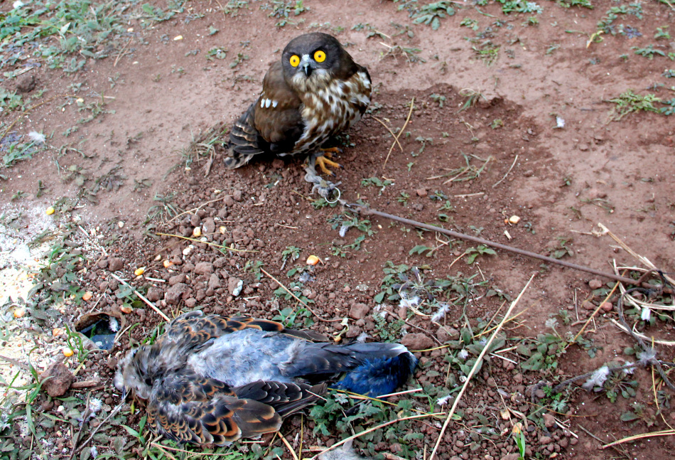 野外生存陷阱制作