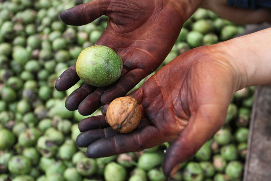 去核桃青皮手黑怎么办-为什么摸了核桃的青皮