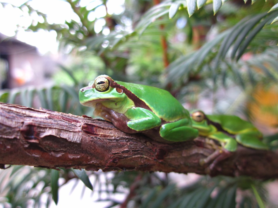 小精灵——青蛙