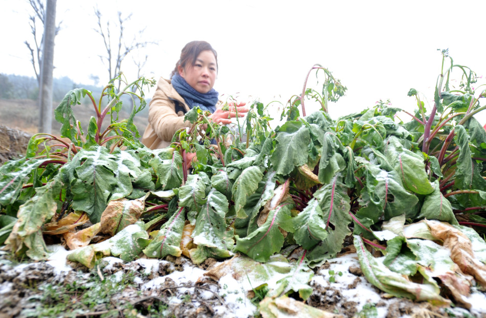 灌阳新圩人口_灌阳油茶