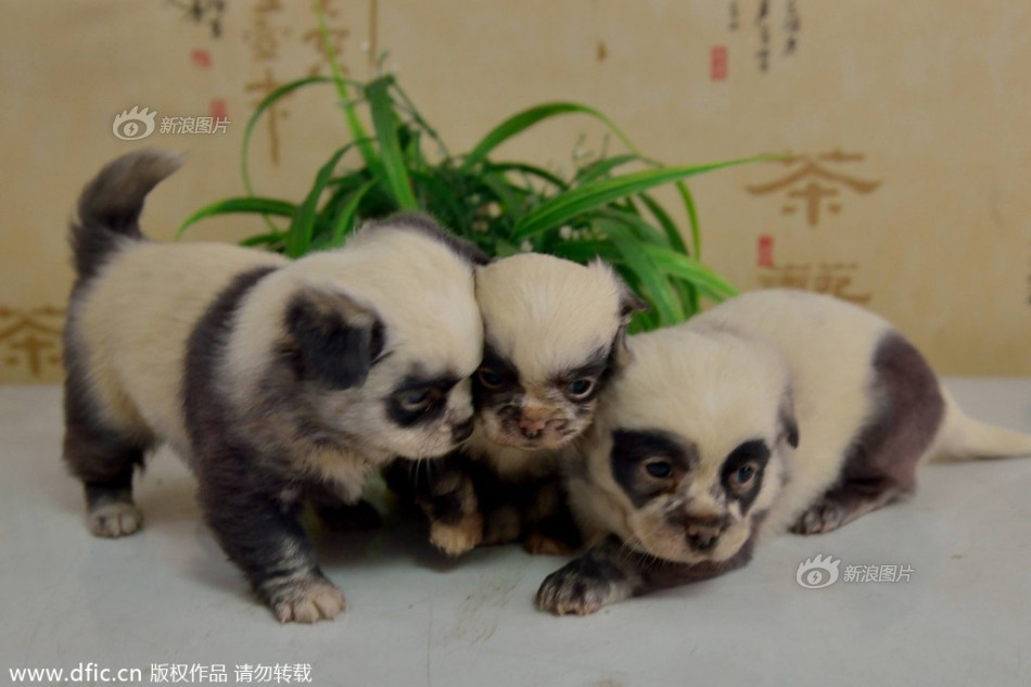 2012体操世锦赛-东北华北-河北-张家口体育游戏app下载官网