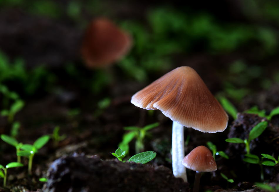 山上人少的地方釆蘑菇 53963_375470_278598.jpg