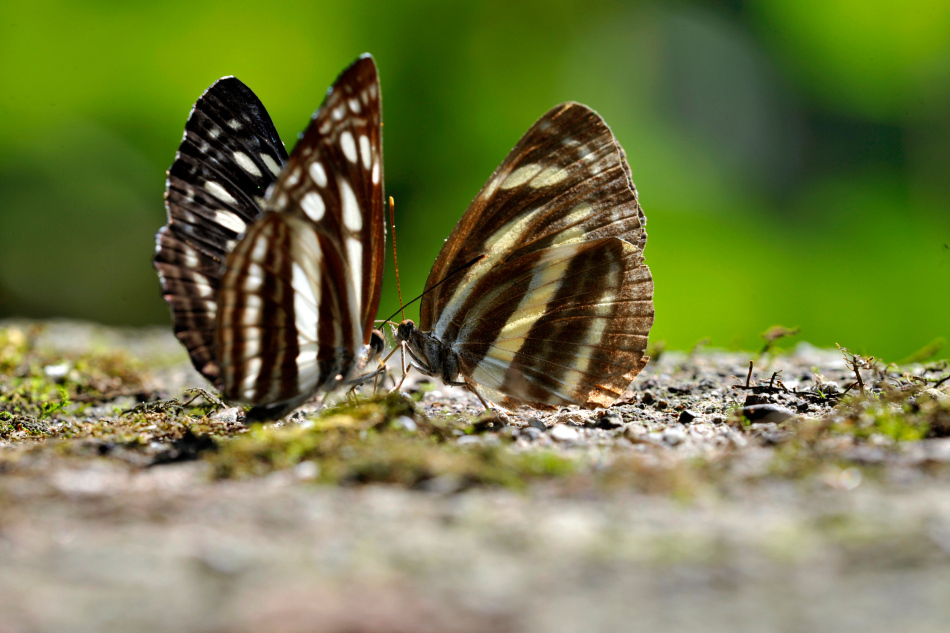 <em>共享</em>图_<em>双胞胎姐妹共享一男</em>_wifi共享精灵