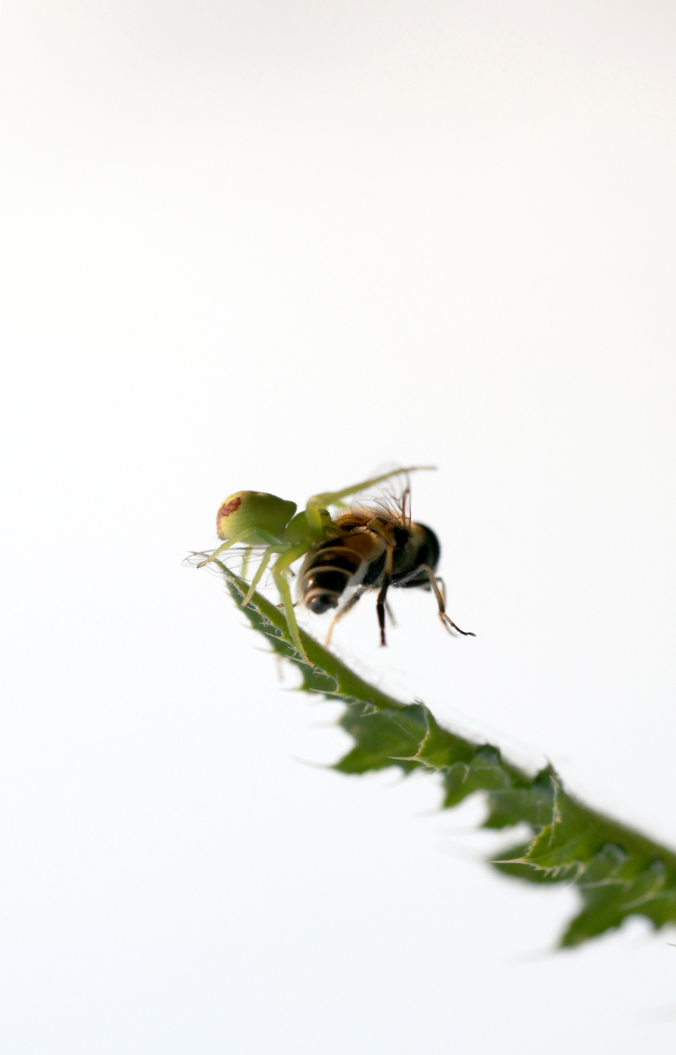 一只鲸的体重比一只大象的体重的37.5倍多12