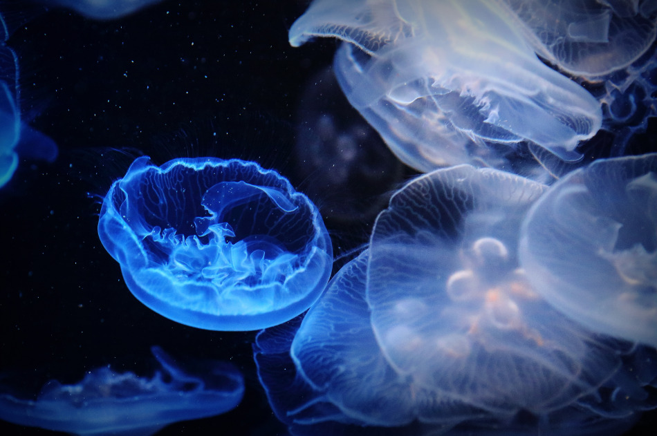 香港佳能5d3 佳能24-70f2.8 2代多少钱-在香港