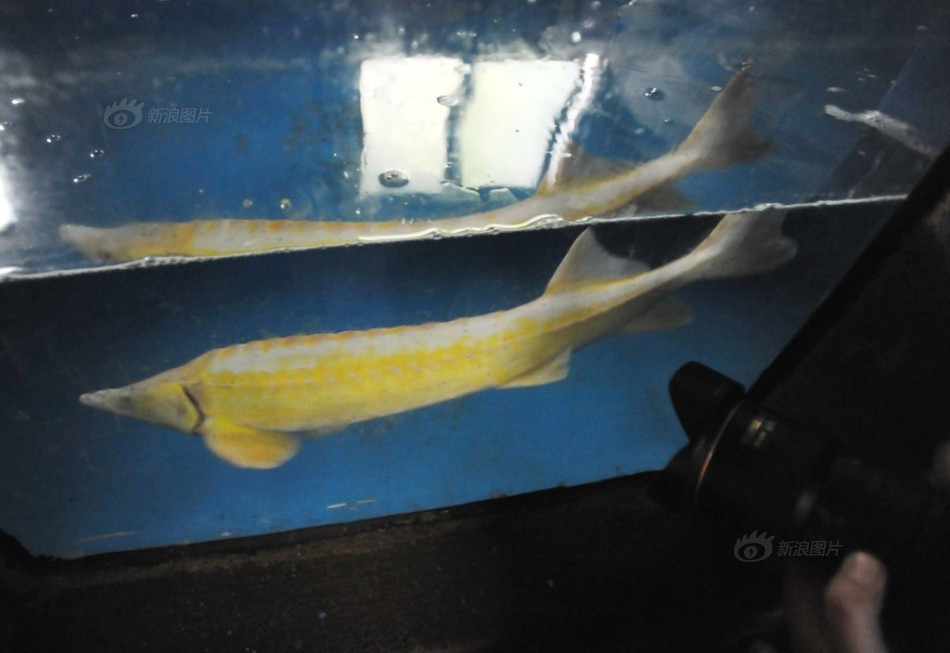 恒大亚冠决赛对手-乐鱼app(leyu)官方网站-乐鱼官网