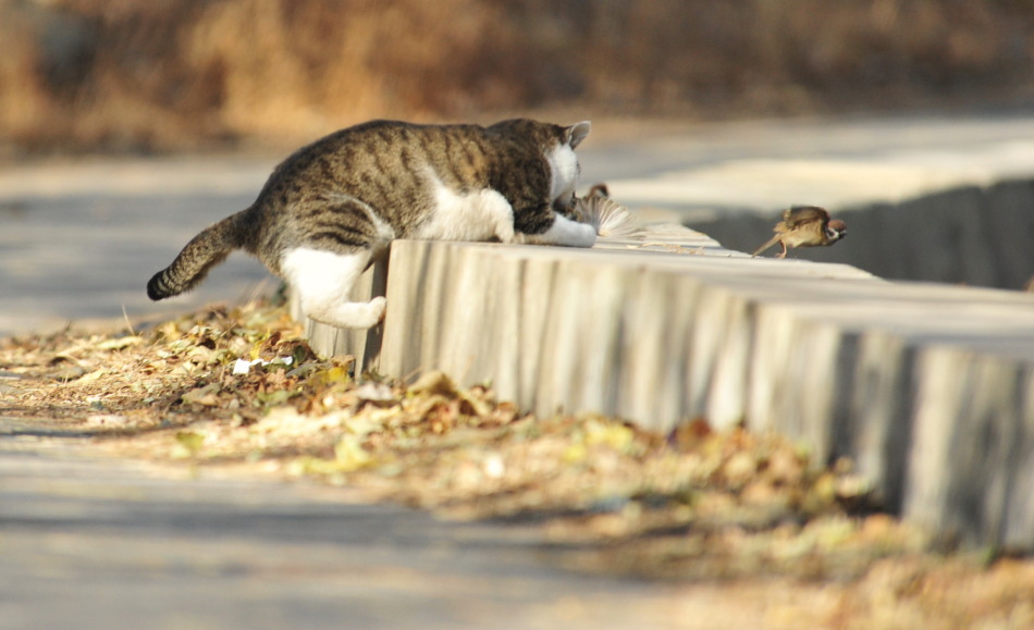 怎么抓野猫