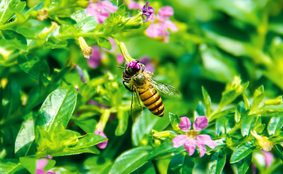 制造过程中采用热轧工艺的轧制钢板或钢带