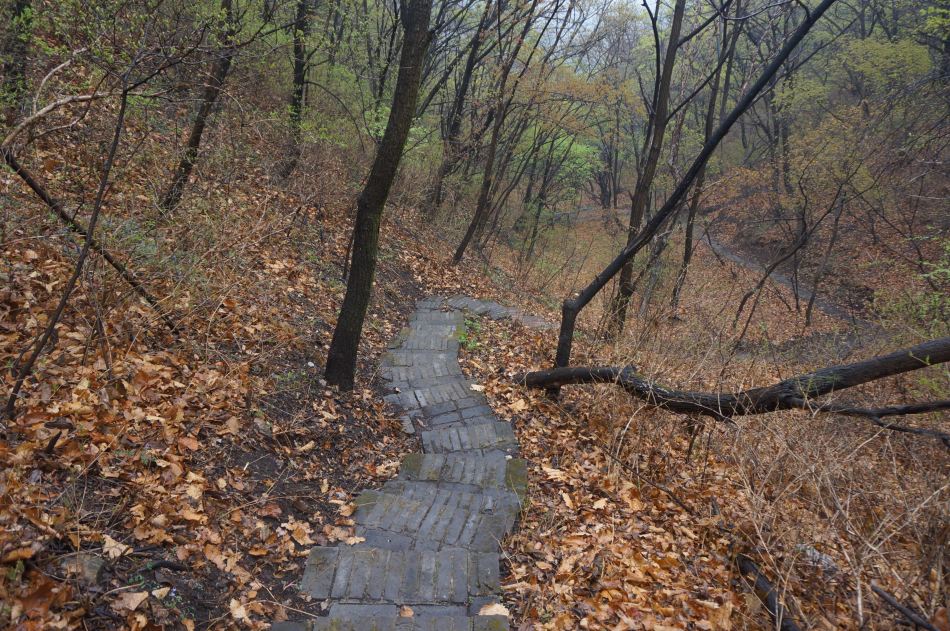 林中的小路简谱_林中小路图片