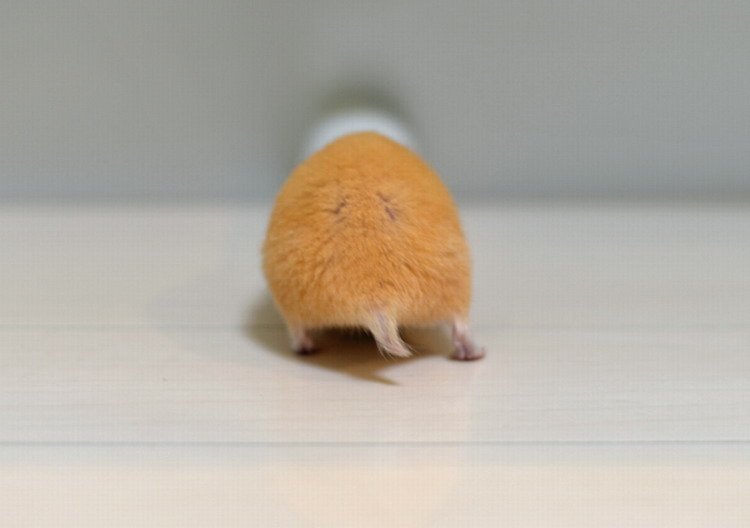 荷兰vs葡萄牙-乐鱼app(leyu)官方网站-乐鱼官网