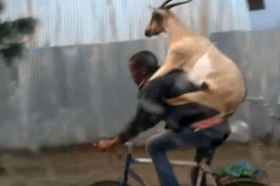 战怡麟-乐鱼app(leyu)官方网站-乐鱼官网