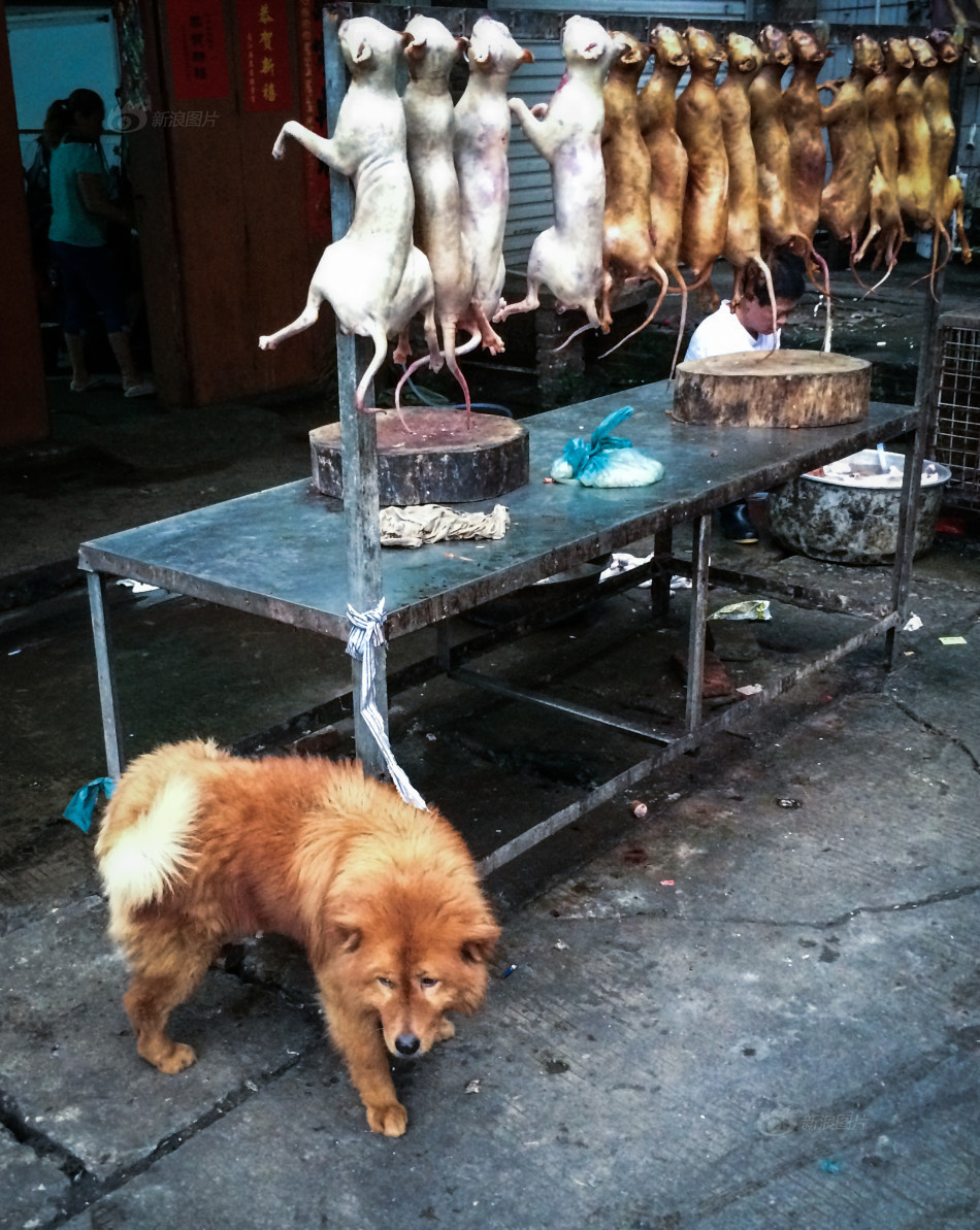 广西玉林狗肉节将近 多家摊位缺"狗肉"_高清图集_新浪网