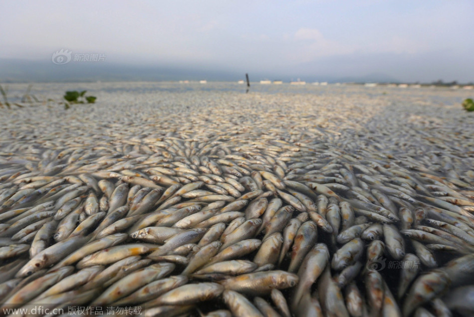 法布雷加斯转会-九游体育APP下载-九游体育app-九游体育app官网网站|九游体育