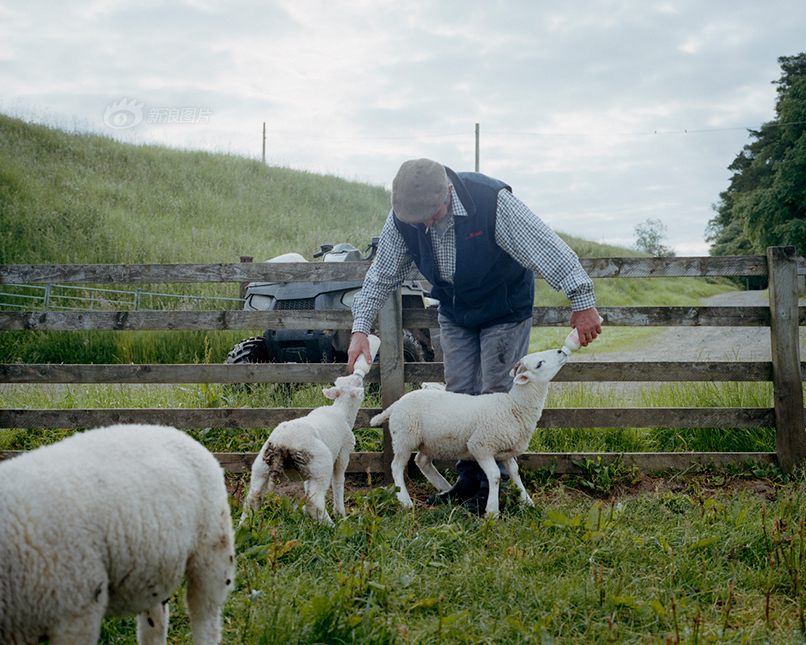 archie,苏格兰牧羊人,摄于英格兰诺森伯兰.