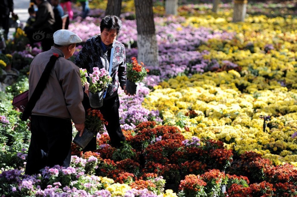 乌鲁木齐植物园23万盆菊花免费送老人