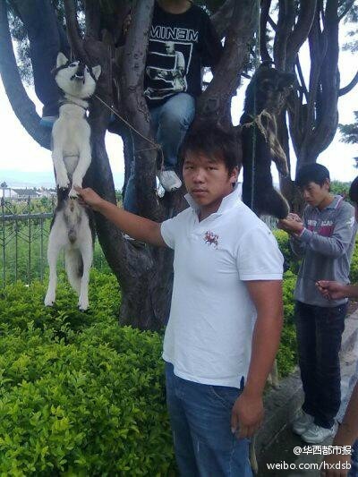 极度震惊:男子将狗吊树上虐杀【图】