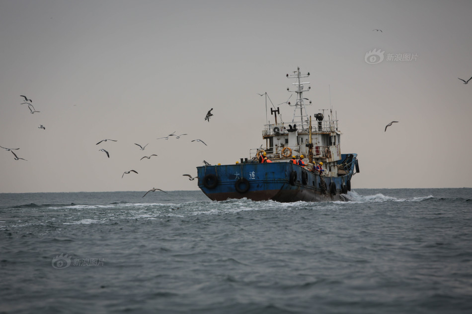 大连獐子岛居民曝播苗掺假链条