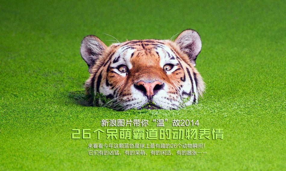 一个老虎猜成语是什么成语_微悦读 今天,一起上节语文课(3)