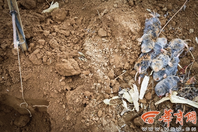 甘肃鼢鼠,分布在延安市的广大地区,是黄土高原地区的一种地下害鼠