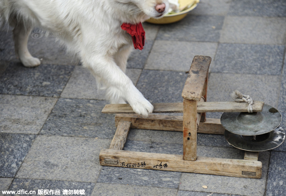 辽宁省沈阳市，街头卖艺的宠物狗图片