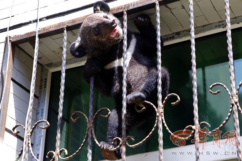 重庆电视台新闻频道-乐鱼app(leyu)官方网站-乐鱼官网