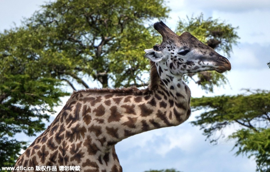 阿根廷主帅卸任