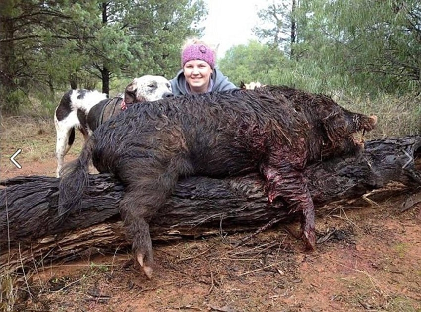 澳洲<em>女生</em>流行<em>猎杀</em>野猪,澳洲<em>女生</em>流行<em>猎杀</em>野猪