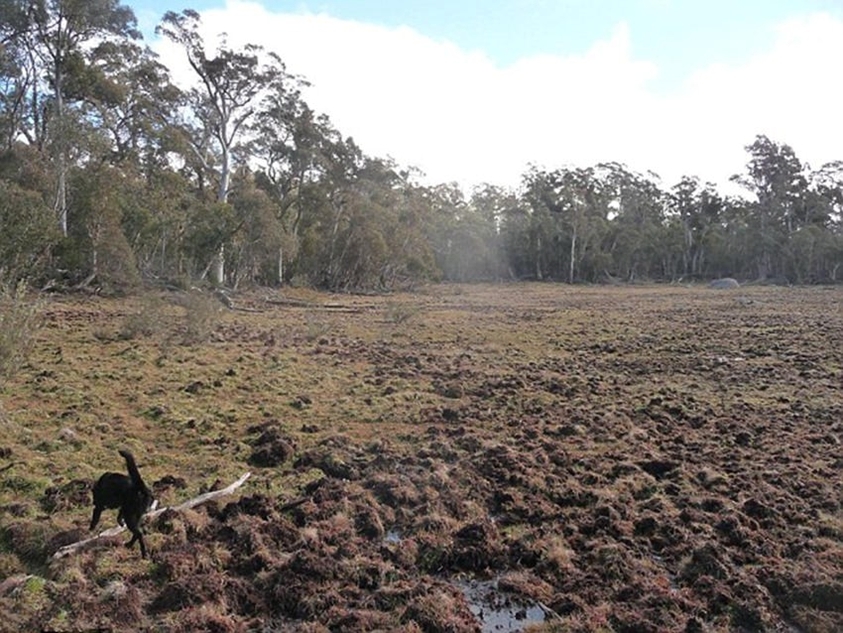 澳洲<em>女生</em>流行<em>猎杀</em>野猪,澳洲<em>女生</em>流行<em>猎杀</em>野猪