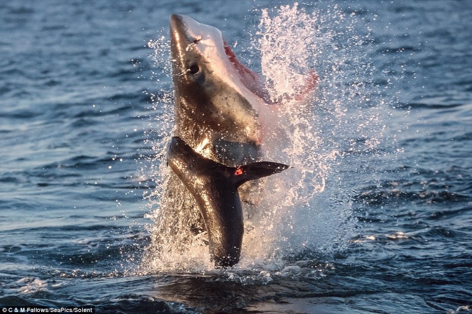 广州恒大vs河南建业