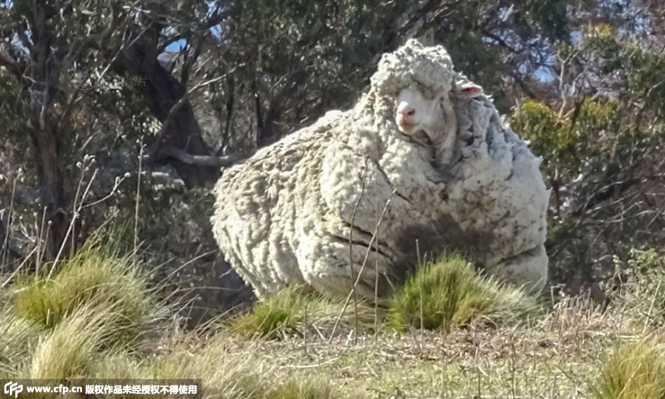 里贝里身价-乐鱼APP下载-乐鱼体育app-乐鱼体育官网网站|乐鱼体育