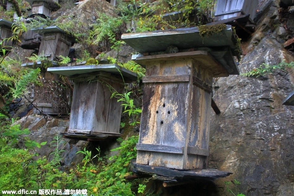 大满贯九莲宝灯水果机破解版