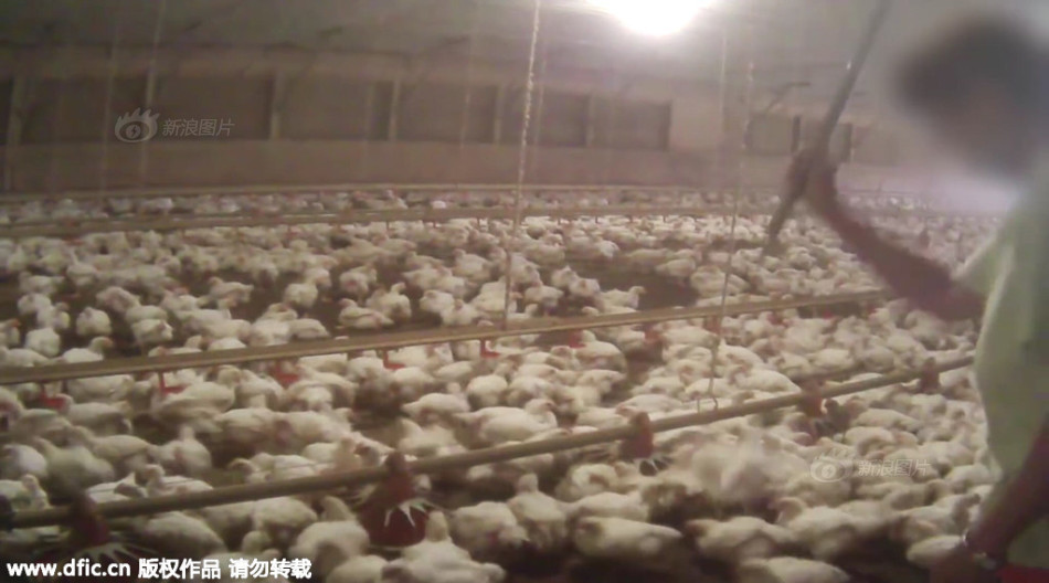 麦当劳供应商虐鸡视频曝光 活撕鸡翅-麦当劳,供应商,虐鸡