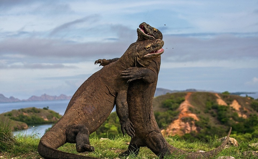 郑龙-乐鱼app(leyu)官方网站-乐鱼官网