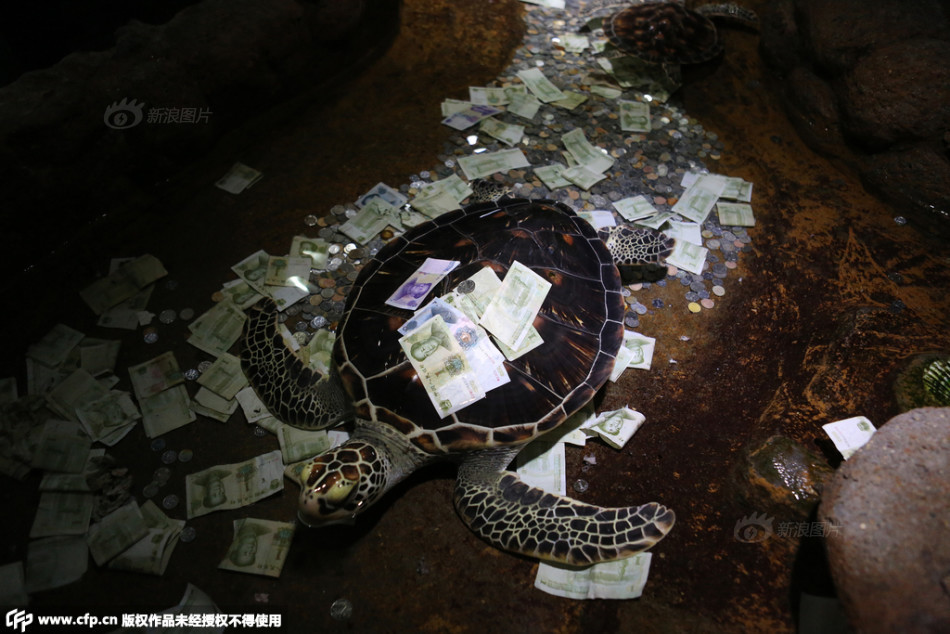 法布雷加斯转会