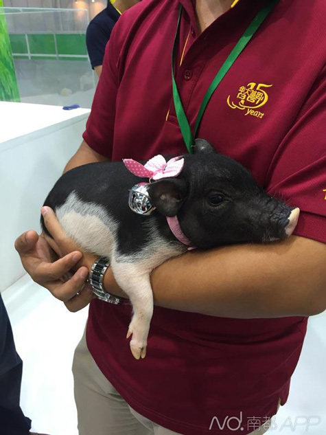 猪坚强 后代变身宠物猪 万元一只