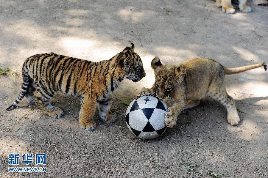 1 / 3 9月26日,在山东省青岛市森林野生动物世界,两只小东北虎在玩耍