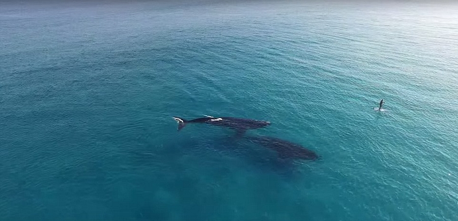 澳大利亚两巨鲸与冲浪者“擦肩而过”