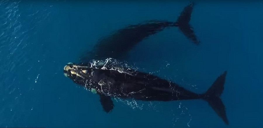 澳大利亚两巨鲸与冲浪者“擦肩而过”