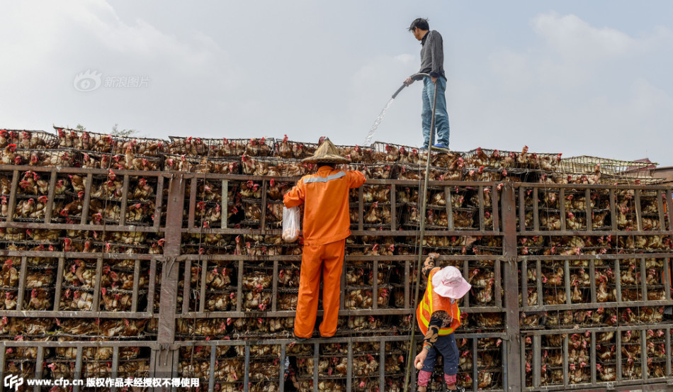 广州恒大vs河南建业