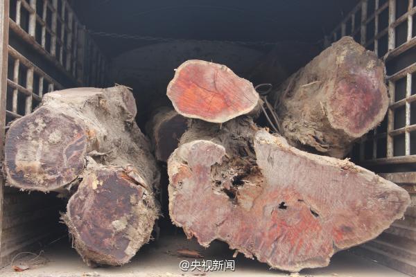 云南查获12吨走私红豆杉提取物贵比黄金_高清图集_新浪网