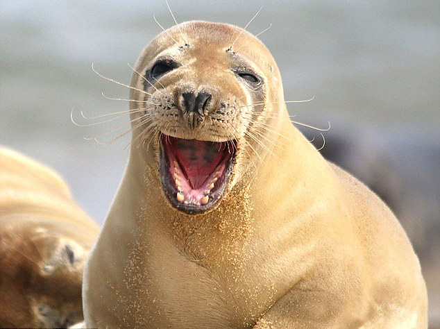 皇马vs西班牙人