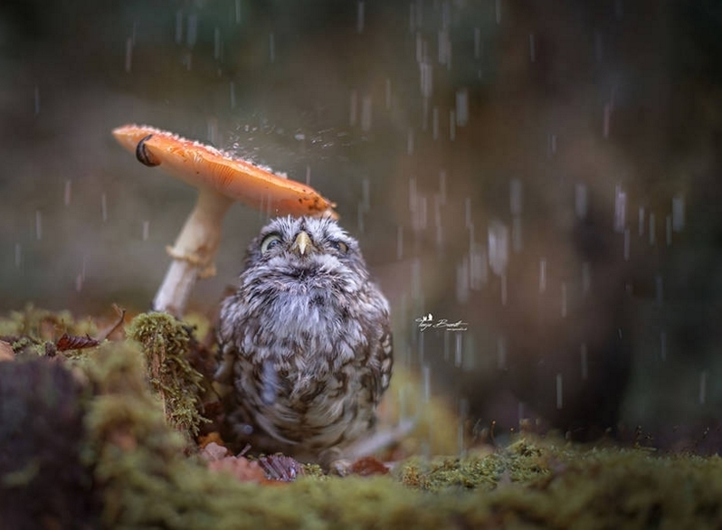 【拿蘑菇当伞】近日,一只猫头鹰在蘑菇下避雨的照片在网上爆红.